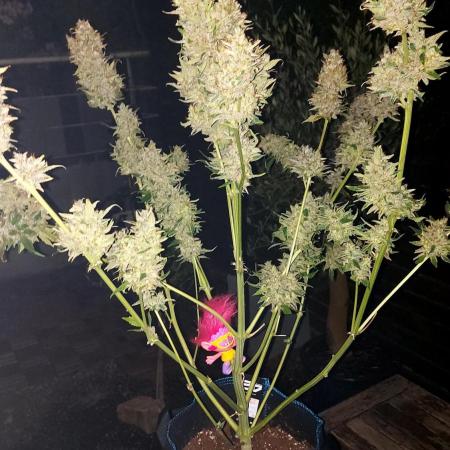 DORA frostbanger auto expérience
