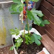 plante figue biotabs outdor
