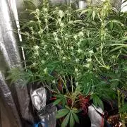 MAC 1 AUTOFLORAISON AUTOPOT