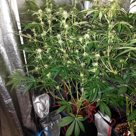 MAC 1 AUTOFLORAISON AUTOPOT