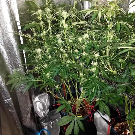 MAC 1 AUTOFLORAISON AUTOPOT