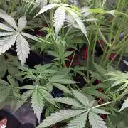 MAC 1 ( 2 ème plante )