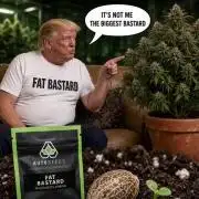 FAT BASTARD AUTO SEEDS  TRUMP