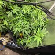 FAT BASTARD AUTO SEEDS  TRUMP