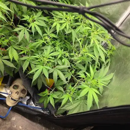 FAT BASTARD AUTO SEEDS  TRUMP