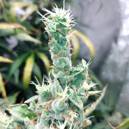 SPIRIT MAC 1 ( 2 ème plante )