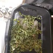 dry de feuille 1 plante