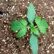 WHAM BOOM 2 AUTOFLORAISON