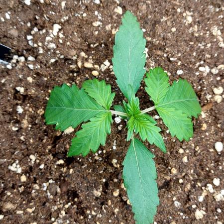 WHAM BOOM 2 AUTOFLORAISON