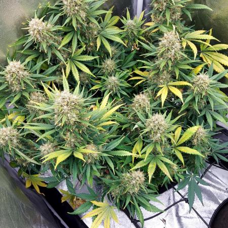 autoflower gorilla cookies fastbud