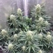 autoflower gorilla cookies fastbud