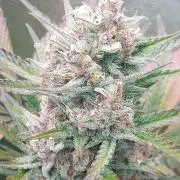 final papaya fast bud