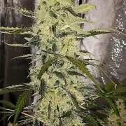 SPIRIT MAC 1 ( 2 ème plante )