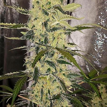 SPIRIT MAC 1 ( 2 ème plante )