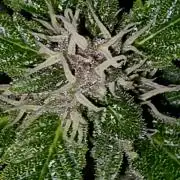 PURPLE LEMONADE AUTOSEEDS