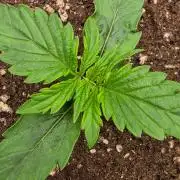 TRAINWRECK AUTO SEEDS