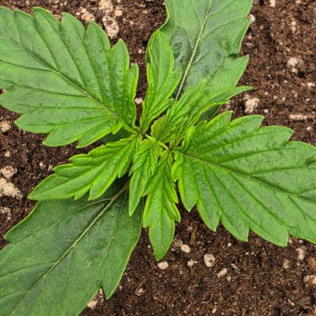 TRAINWRECK AUTO SEEDS