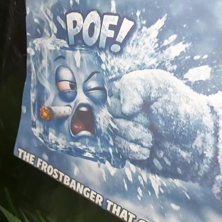 frostbanger autofloraison expérience