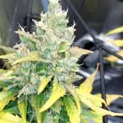 DORA frostbanger auto expérience