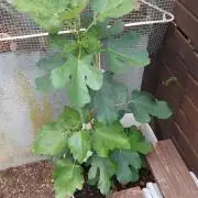 plante figue biotabs outdor