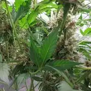 BABOUCH frostbanger ( essais Autopots, )