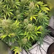 autoflower gorilla cookies fastbud