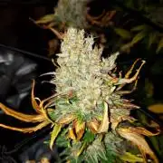 DORA frostbanger auto expérience