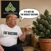 FAT BASTARD AUTO SEEDS TRUMP