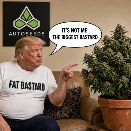 FAT BASTARD AUTO SEEDS  TRUMP