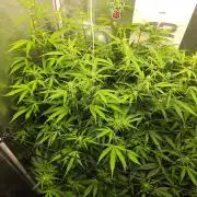 TRAINWRECK AUTO SEEDS