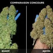 autoflower gorilla cookies fastbud