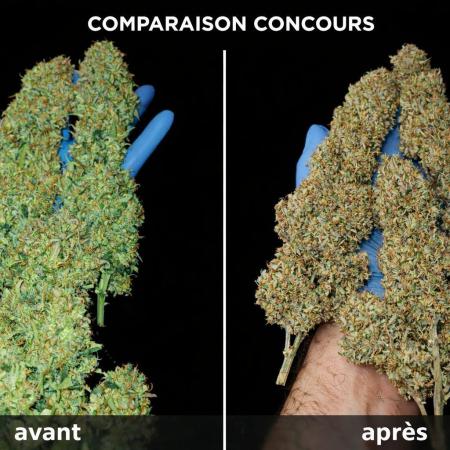 autoflower gorilla cookies fastbud