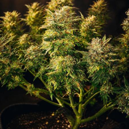 RF3 CHERY COLA