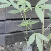 plante figue biotabs outdor