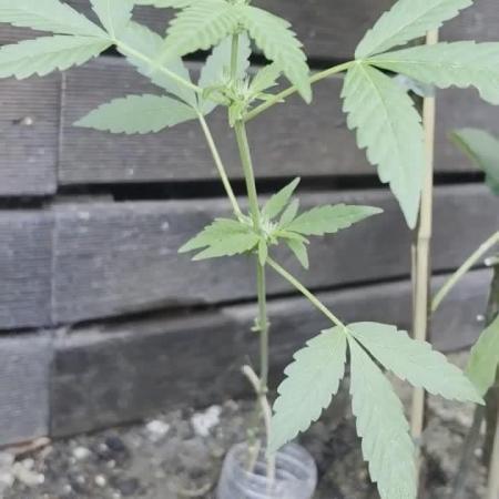 plante figue biotabs outdor