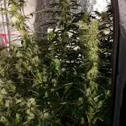 SPIRIT MAC 1 ( 2 ème plante )