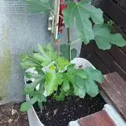 plante figue biotabs outdor