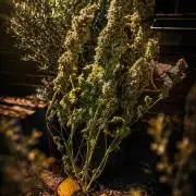 SPIRIT MAC 1 ( 2 ème plante )