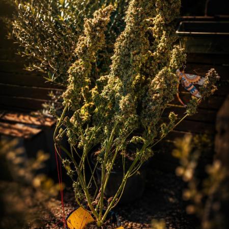 SPIRIT MAC 1 ( 2 ème plante )
