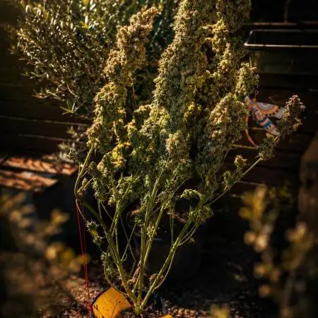 SPIRIT MAC 1 ( 2 ème plante )