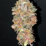 WHAM BOOM 2 AUTOFLORAISON