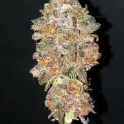 WHAM BOOM 2 AUTOFLORAISON