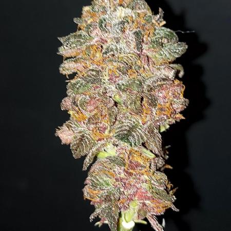 WHAM BOOM 2 AUTOFLORAISON