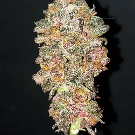 WHAM BOOM 2 AUTOFLORAISON