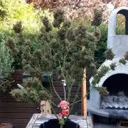BABOUCH frostbanger ( essais Autopots, )