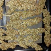 autoflower gorilla cookies fastbud