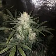 autoflower gorilla cookies fastbud