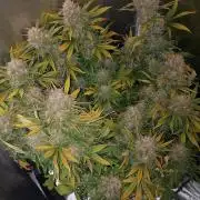 autoflower gorilla cookies fastbud