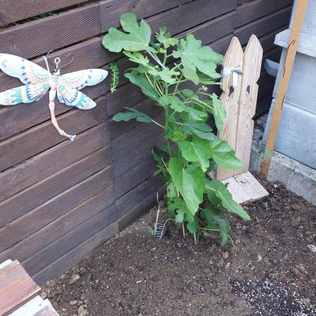 plante figue biotabs outdor