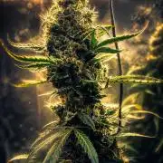 SPIRIT MAC 1 ( 2 ème plante )